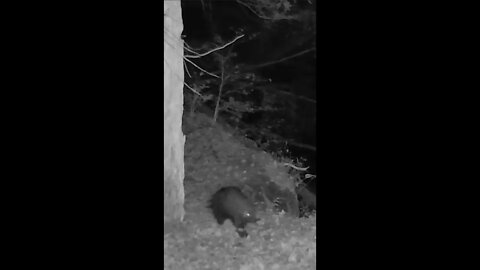 Porcupine Cruising past Game-cam