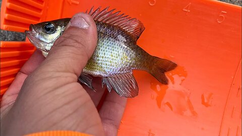 Fishing adventure 11/20/23: Nice windy afternoon at the creek.