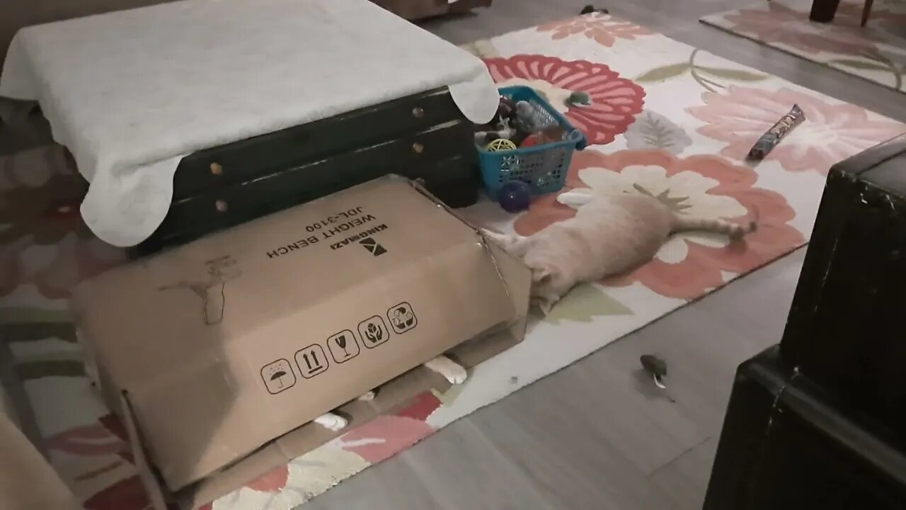 Cats Fight Over Box