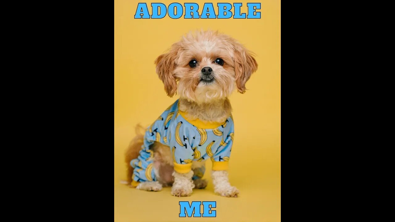 Cute and funny dogs compilations 2022