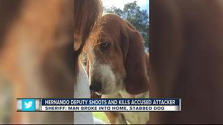 Hernando deputy shoots, kills man after stabbing dog