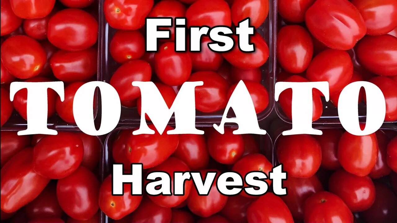 Hydroponic Tomato Farming \ How We Grow and Harvest Grape Tomatoes in Greenhouses