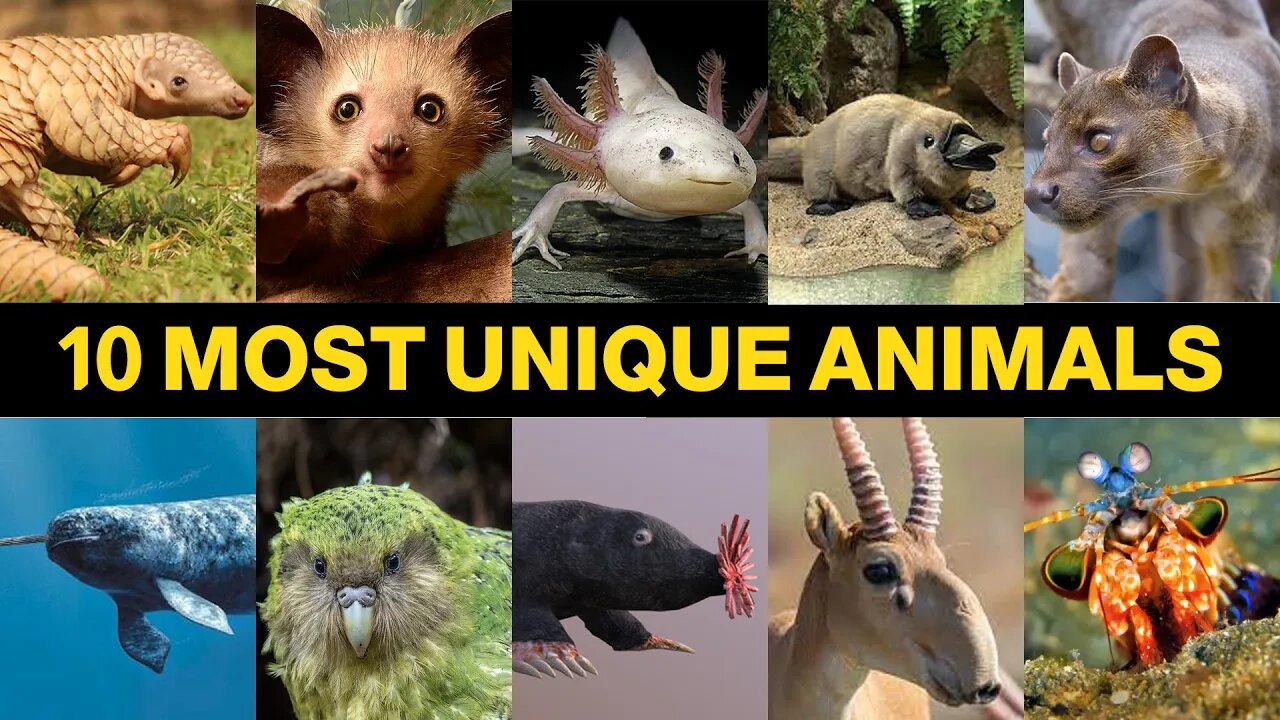 10 Most Unique Animals for Beginners | Discovering Earth's Extraordinary Creatures