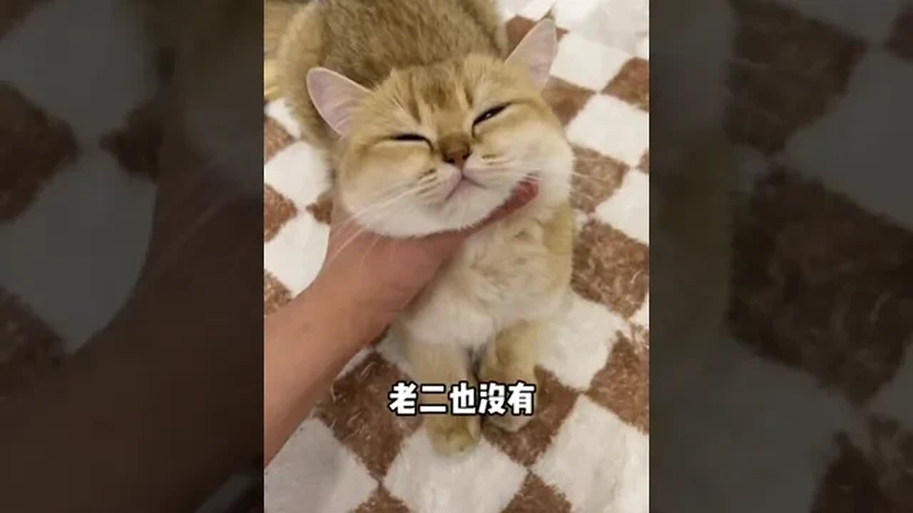 The kitten was so like to lick the screen Also don'tWho know and learn!!