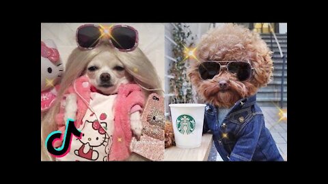 Best Funny Videos Of The Cute Dogs And Cats 🐶😹 - Funny Animals Compilation 😂.