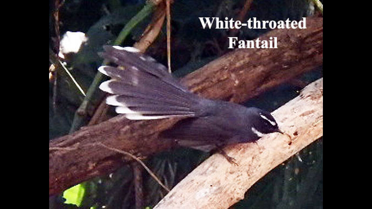 White-throated Fantail bird video