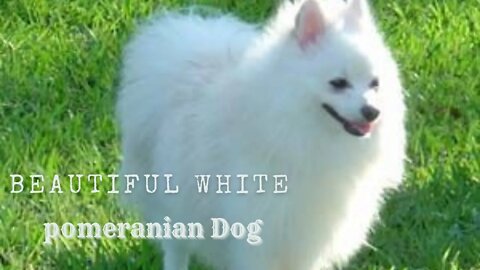 Beautiful white pomeranian Dog, Funny cute pets lovers, #Shorts