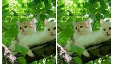 The two little rascals climbed the tree together and couldn't get down.