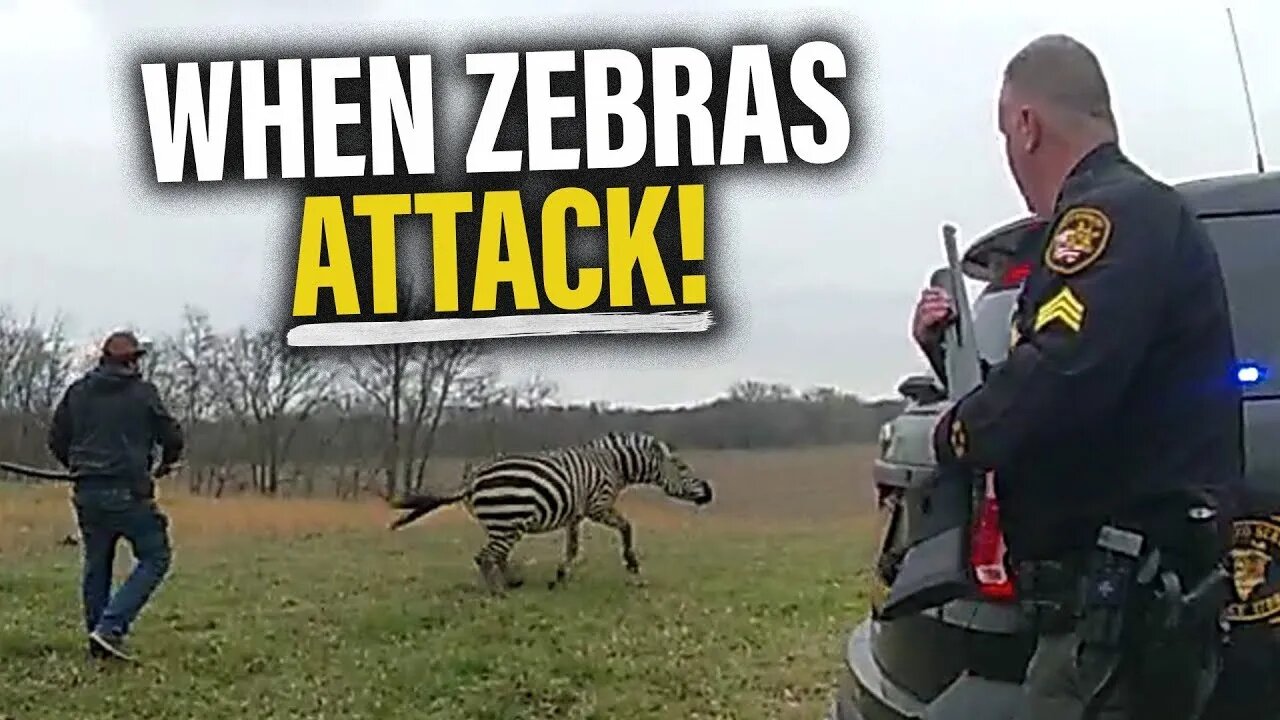 Only in Ohio: Zebra Almost Bites Man's ARM OFF