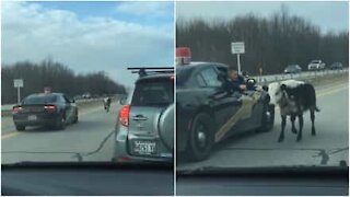 Mucca in fuga manda in tilt l'autostrada