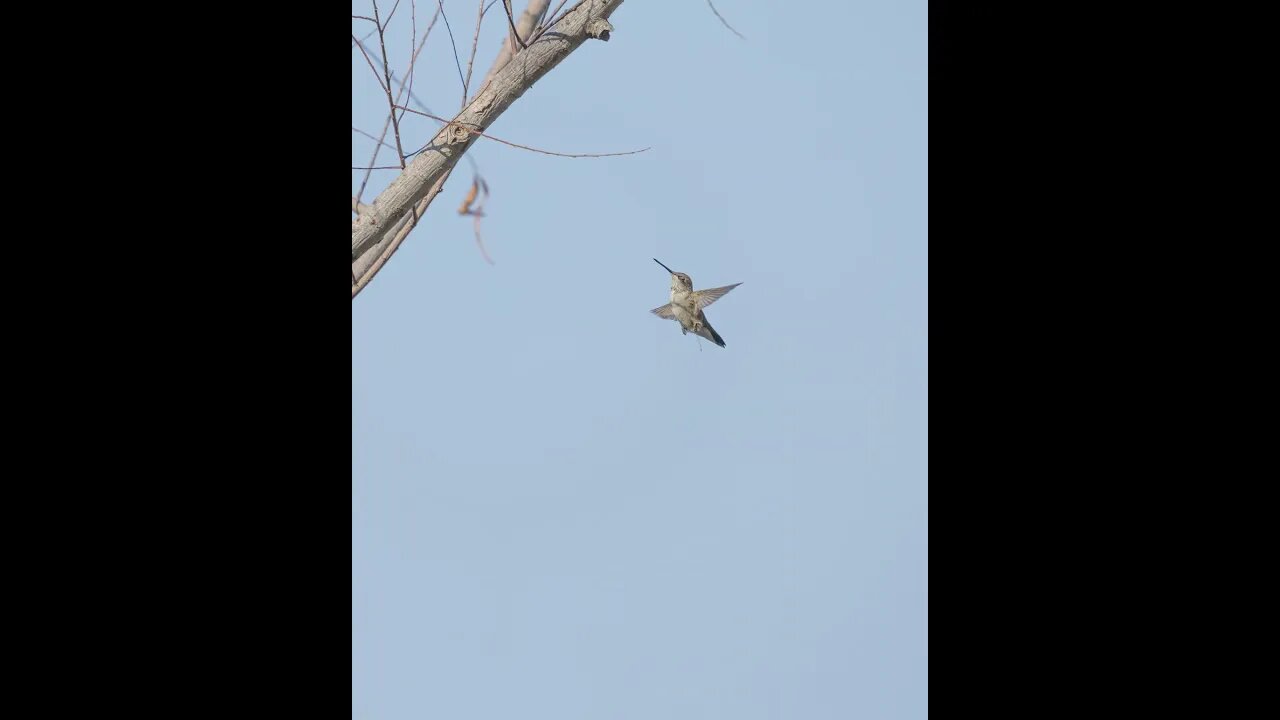 Hummingbird Ascending to Perch, Sony A1/Sony Alpha1, 4320p