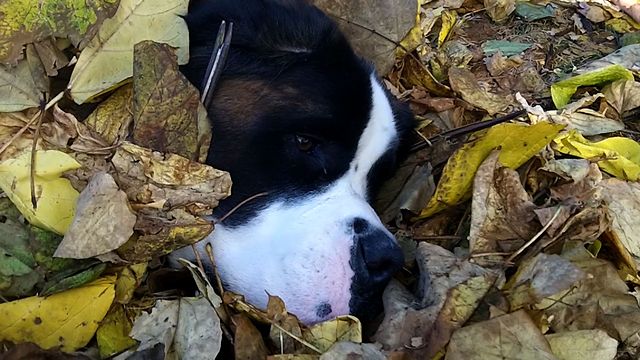 Saint Bernard Fails At Hide And Seek