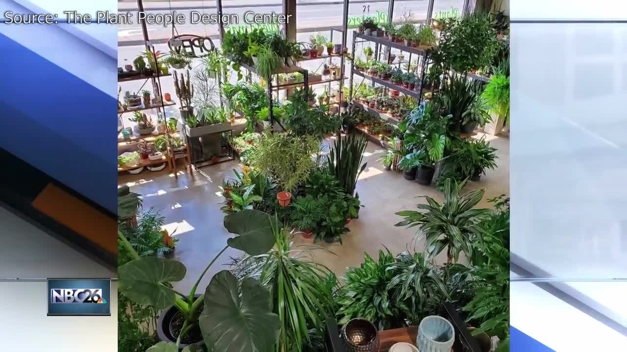 The Plant People adding greenery to your home