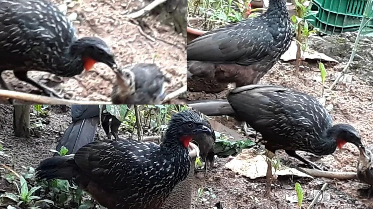 JACU E SEUS FILHOTES COM FOME EM BUSCA DE COMIDA