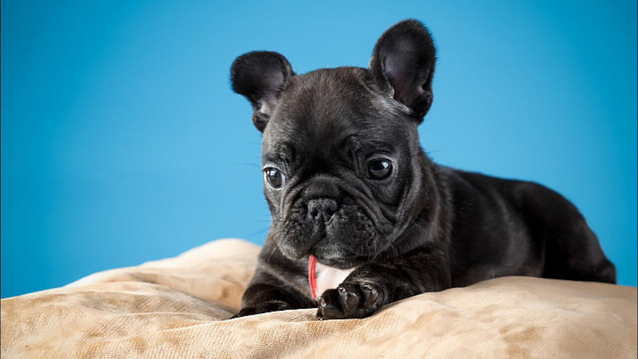 Black french bulldog