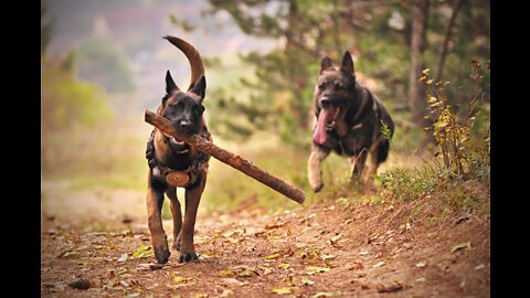 police dog attacked by pack of stray dogs