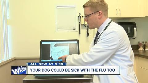 Your dog could have the flu too