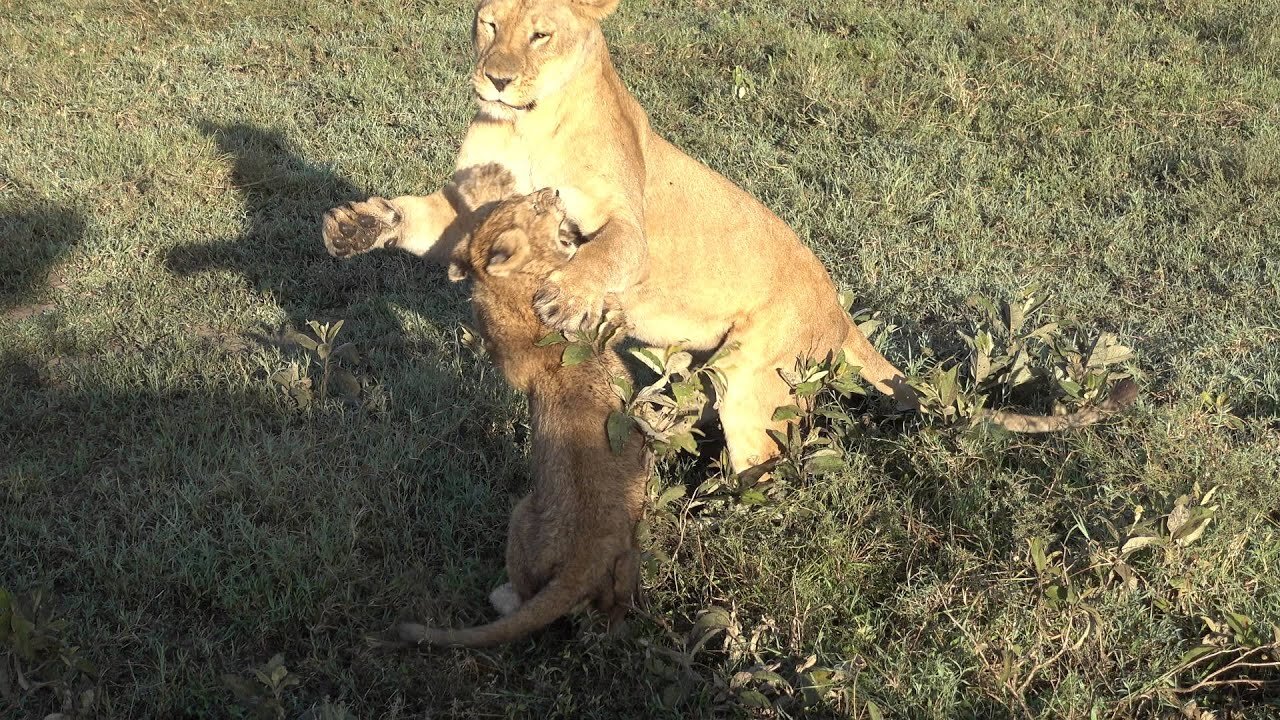 Survived sick lion cub looks absolutely healthy and plays with mama- video 4k