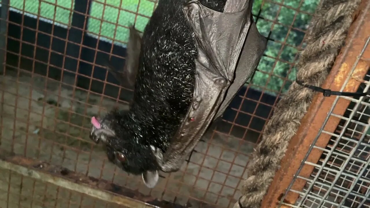 Resident Black Flying Fox LOVES Eating Soft Fruit! - Meet Florentine