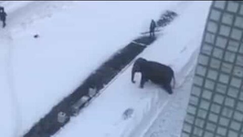 Circus elephant on the loose has snow trouble!