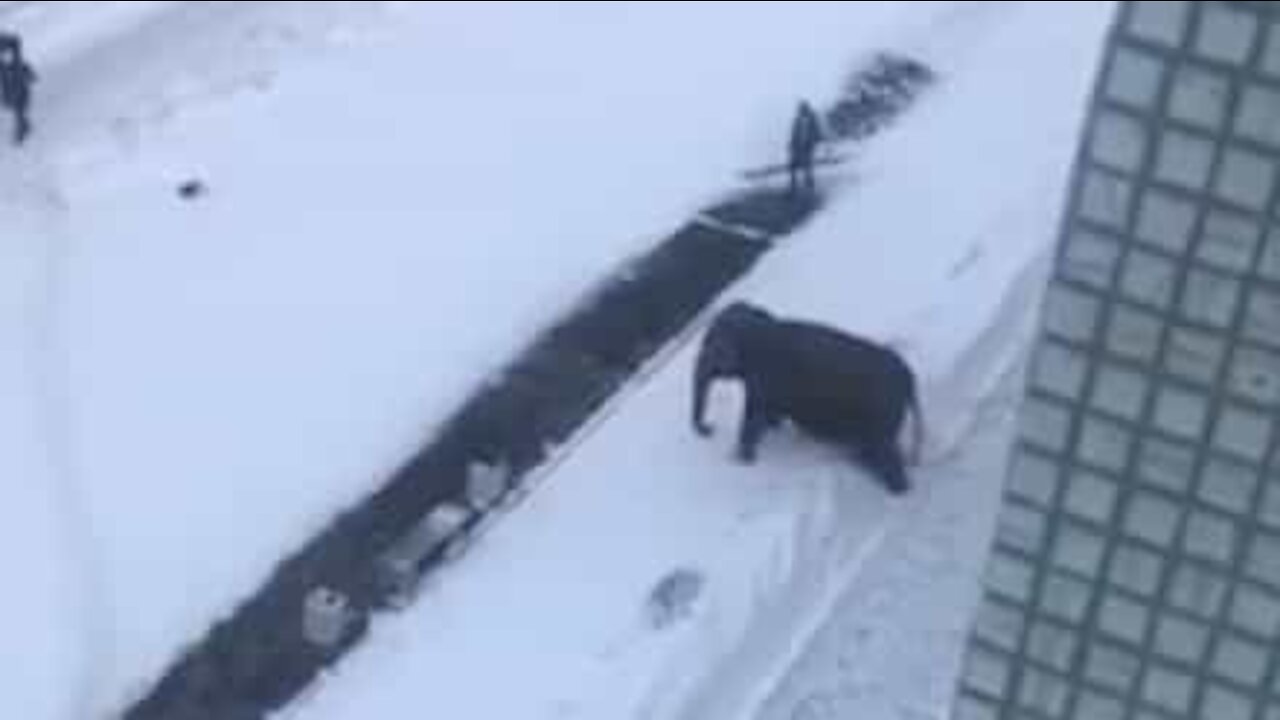Circus elephant on the loose has snow trouble!
