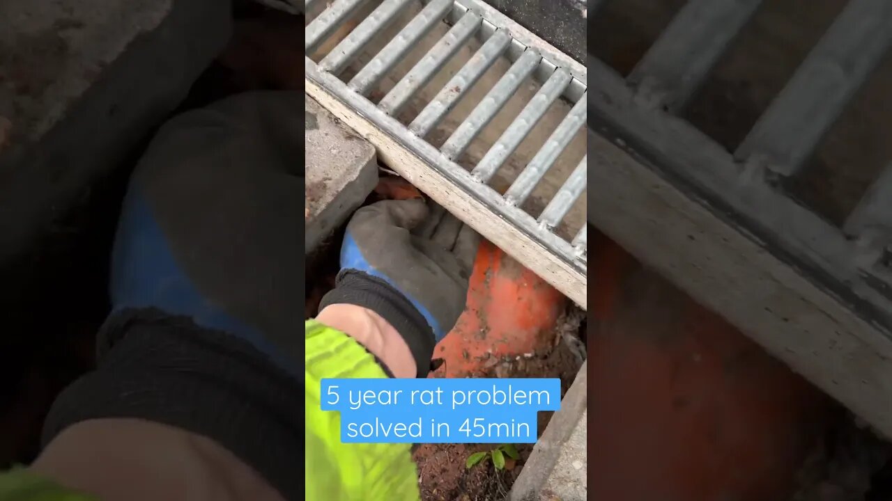 #pestcontrol #drainspecialist