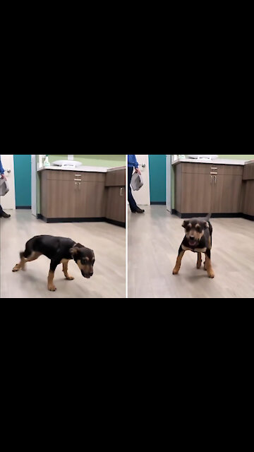 the super happy dog dancing