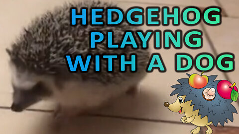 hedgehog playing with a dog