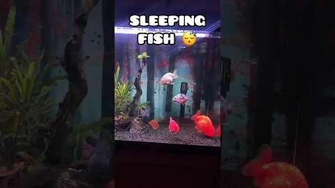 SLEEPING FISH 😴😴💛 #fancygoldfish #aquarium #ranchugoldfish #fishtank #goldfishtank #oranda