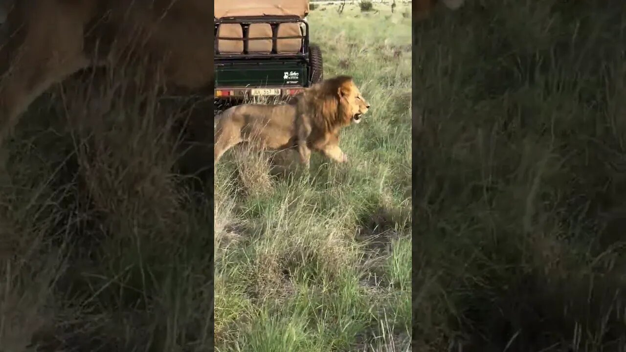 Lion walking ramp style in they home land... 🦁❤️ #animalsafaris #wikdlifephotography #lionhunting