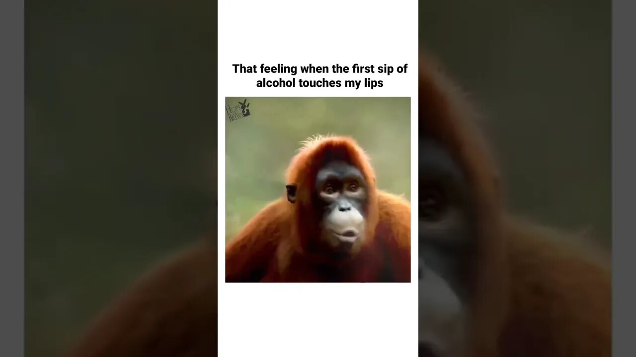 That First Sip #humor #funny #hopsandbrews