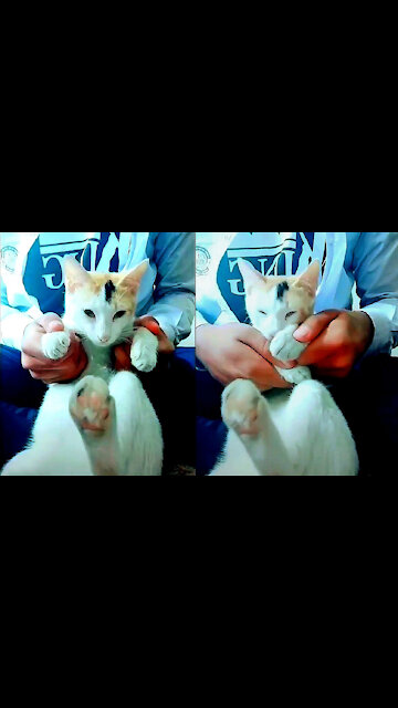 Cat Not In Mood To Dance, Don't Force Me To Dance