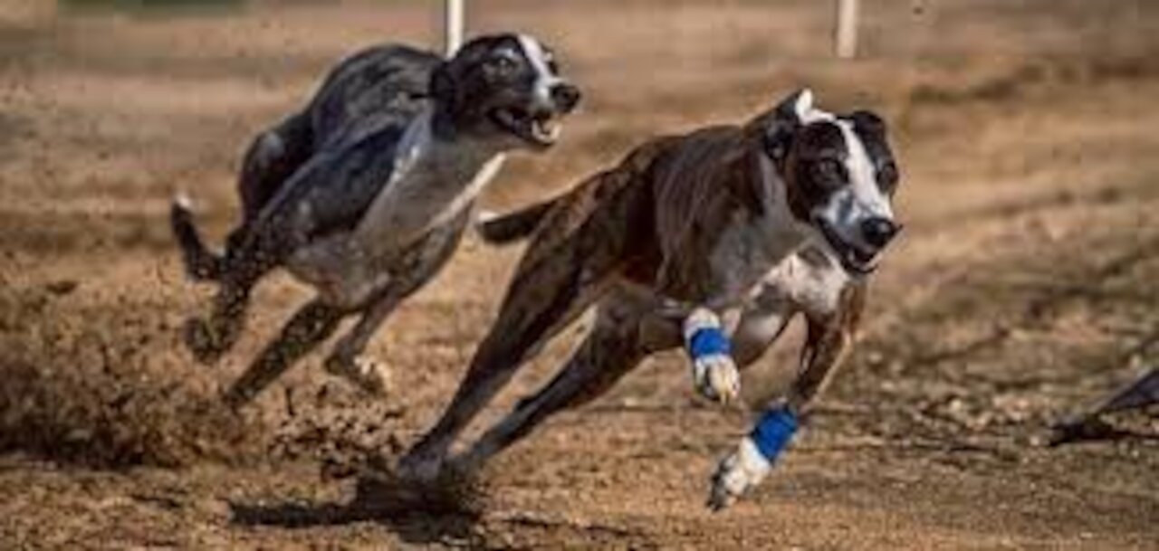 A group of hunting dogs trying to hunt a valuable catch