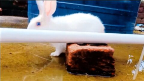 Cute Rabbit Walking on water