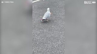 Gaivota imortal passeia com flecha alojada no corpo