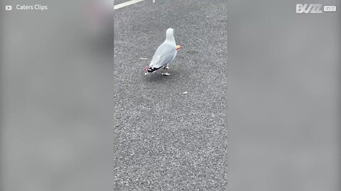Gaivota imortal passeia com flecha alojada no corpo