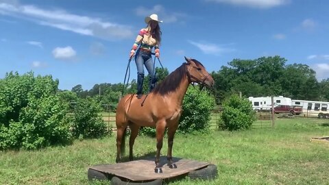 Nemo - 4 yr old red dun gelding exclusively available on horsebid.com until June 27th!