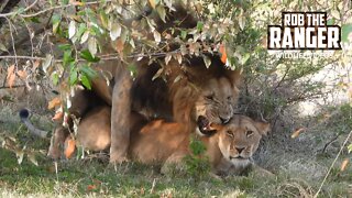 Romantic Lion Pair?! | Maasai Mara Safari | Zebra Plains