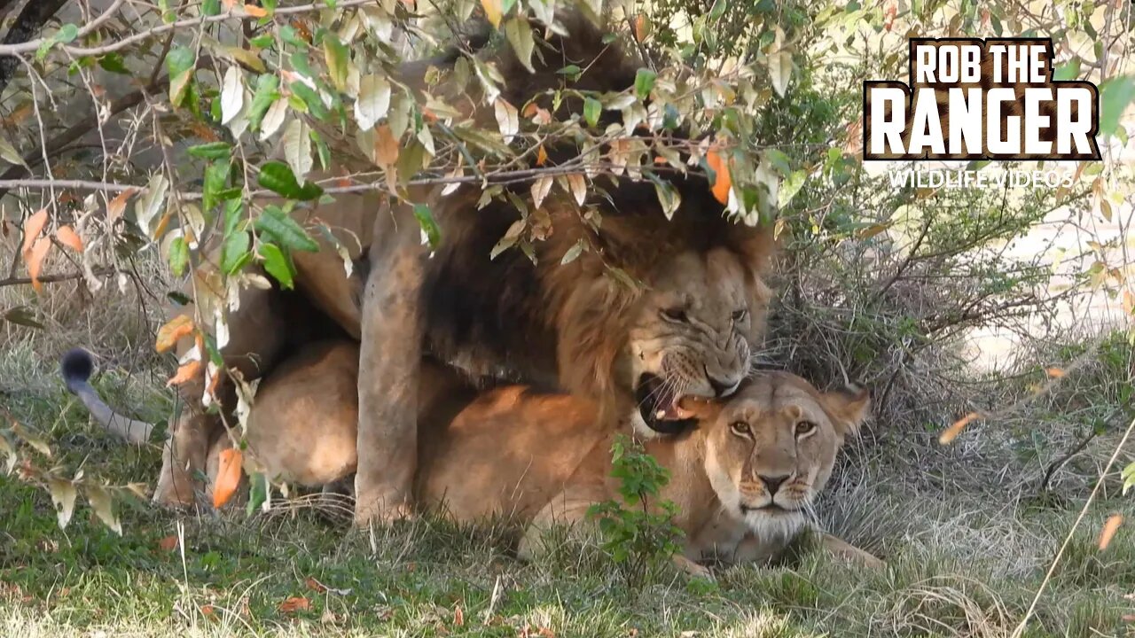 Romantic Lion Pair?! | Maasai Mara Safari | Zebra Plains