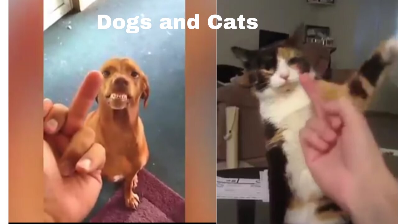 caring dogs and cats