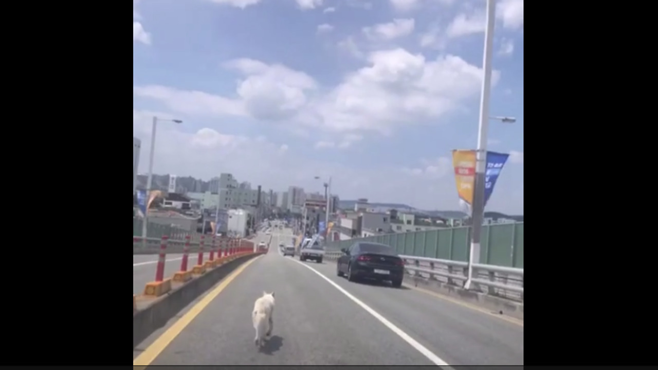 Vehicle Guides Dog On A Busy Road To Safety