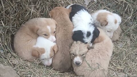 Amazing Moment of Little Puppies Sleeping.