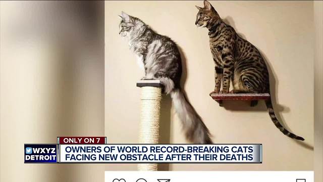 Owners of record-breaking cats lost in fire talk about grief, raising funds