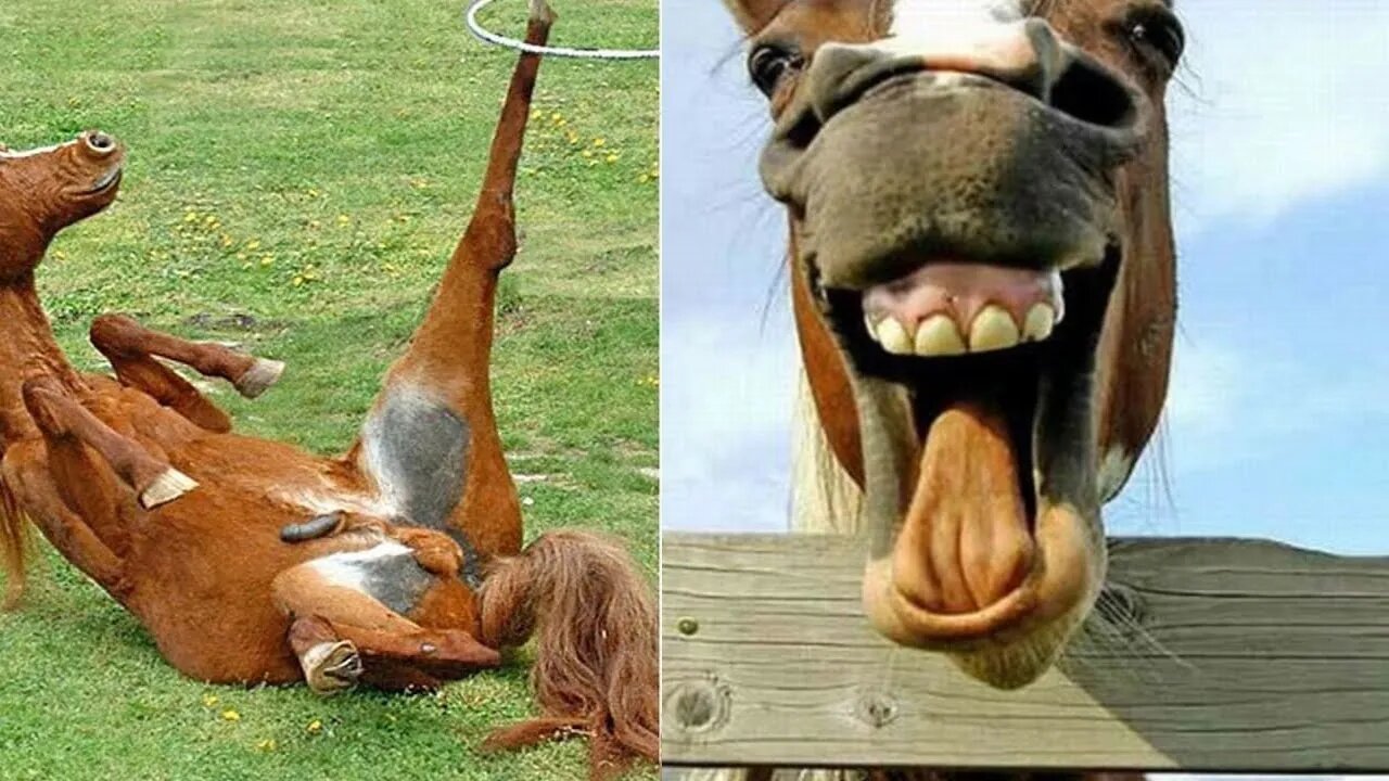 New 10 Funniest Horse Acts That Will Make You Laugh Out Loud