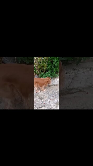 #dogshow , #animals , #dogs , #shorts