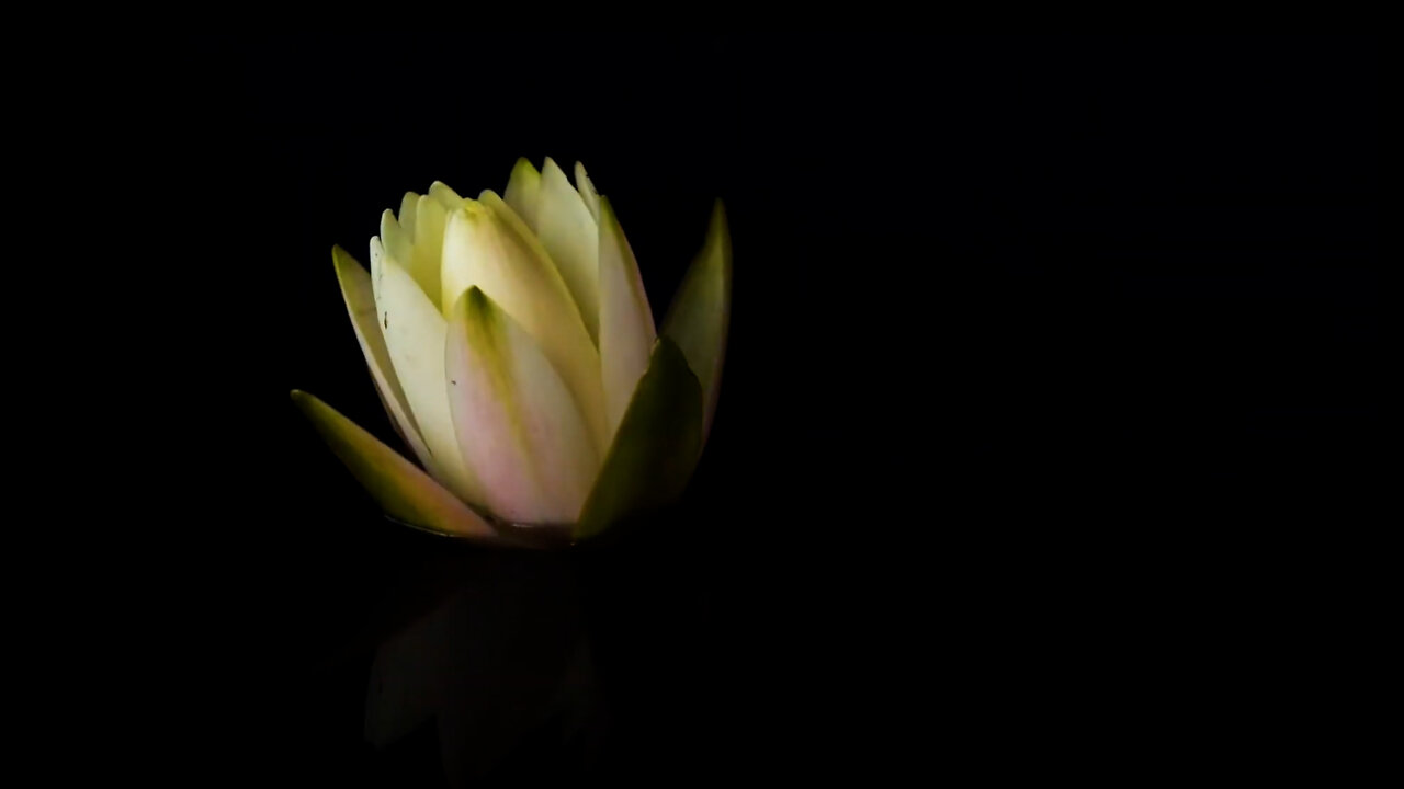 BLOOMING LOTUS