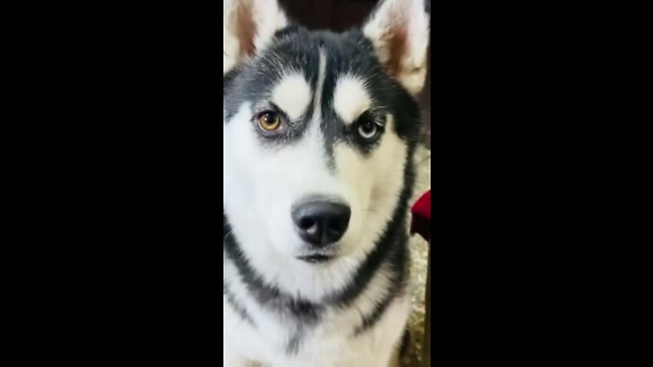 Husky Dog is angry without any reason. #Dogvideo