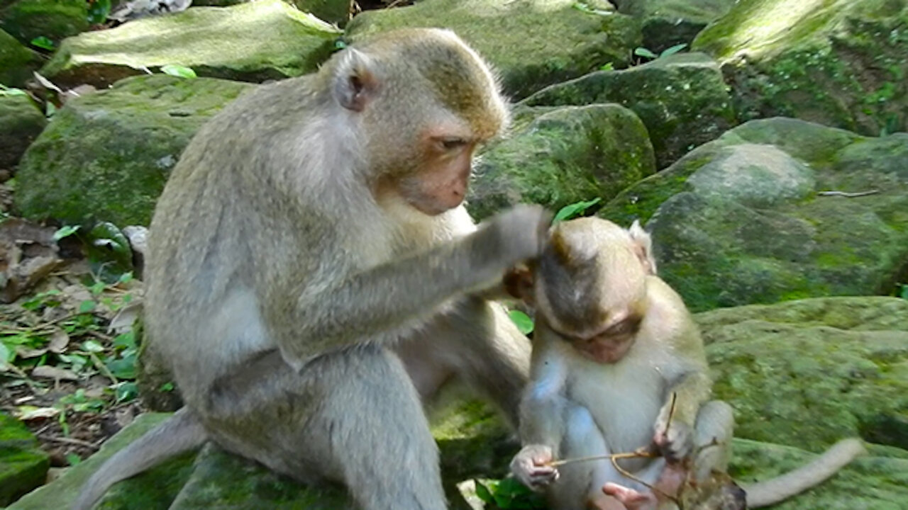 Cute monkey kid is playing with mummy