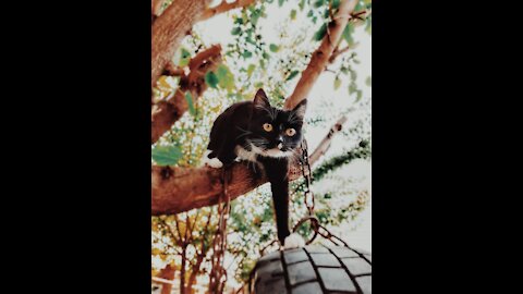 cats that love affection
