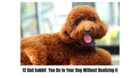 12 Bad habit You Do to Your Dog Without Realizing It